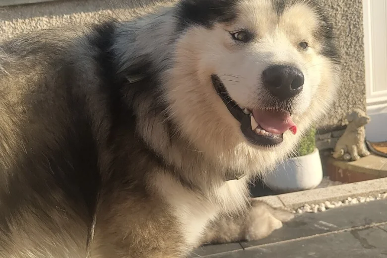 Alaskan Malamute
