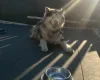 Alaskan Malamute