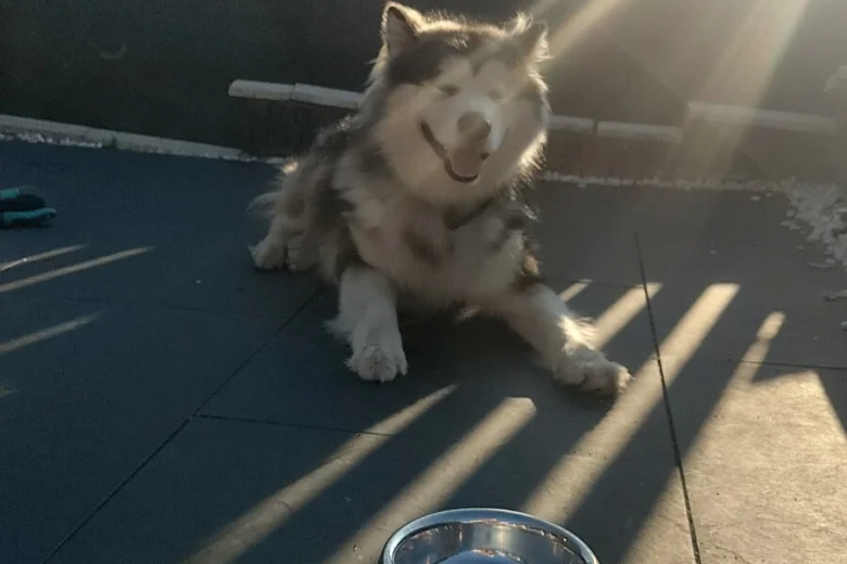 Alaskan Malamute