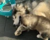 Alaskan Malamute