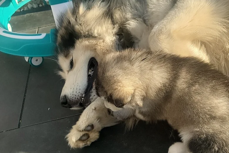 Alaskan Malamute