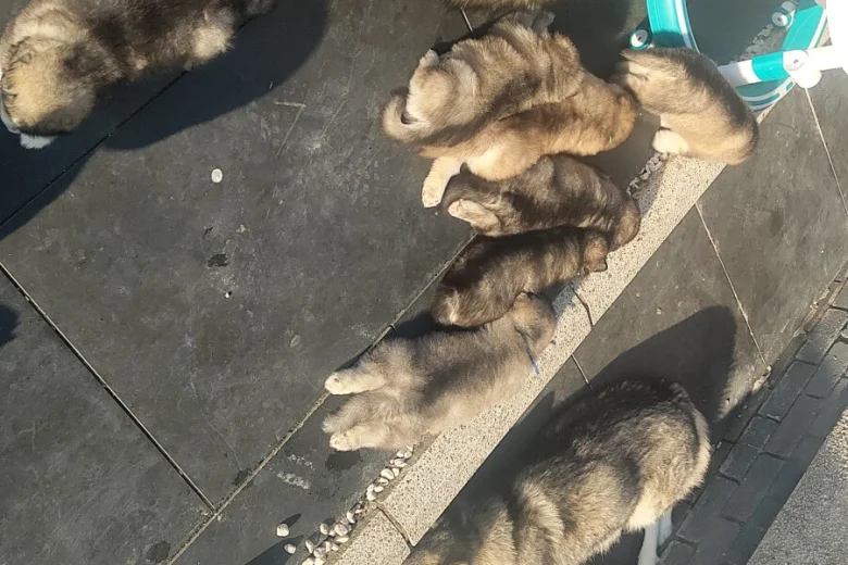 Alaskan Malamute
