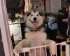 Alaskan Malamute