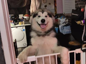Alaskan Malamute