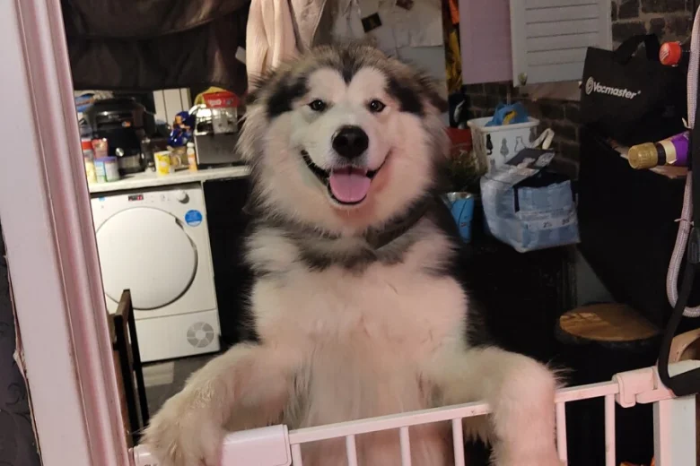 Alaskan Malamute