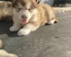 Alaskan Malamute