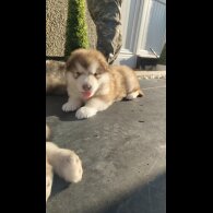Alaskan Malamute