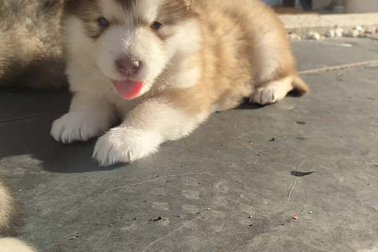 Alaskan Malamute