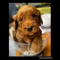 Labradoodle - Both
