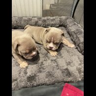 American Bulldog - Both