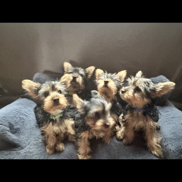 Australian Silky Terrier - Dogs