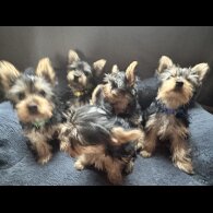 Australian Silky Terrier - Dogs