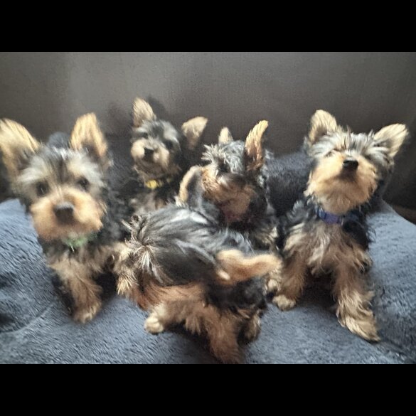 Australian Silky Terrier - Dogs
