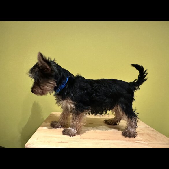 Australian Silky Terrier - Dogs