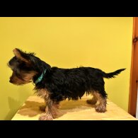 Australian Silky Terrier - Dogs