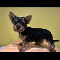 Australian Silky Terrier - Dogs