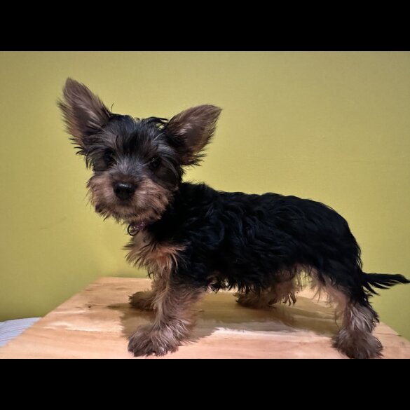 Australian Silky Terrier - Dogs