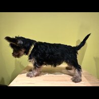 Australian Silky Terrier - Dogs
