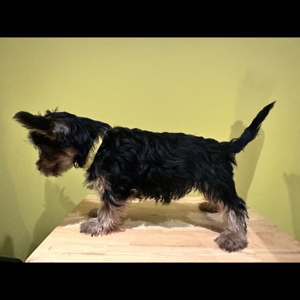 Australian Silky Terrier - Dogs