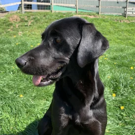 Labrador Retriever - Dogs