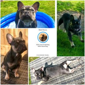 French Bulldog