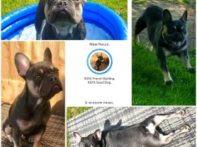 French Bulldog