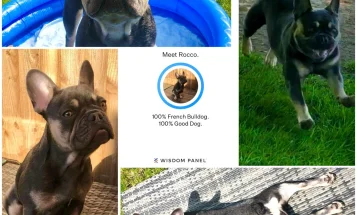 French Bulldog