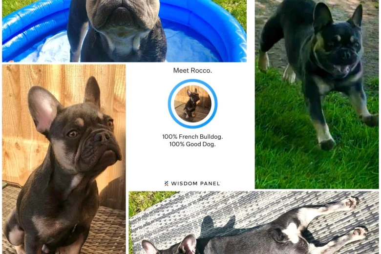 French Bulldog
