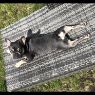 French Bulldog