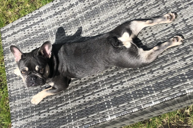 French Bulldog