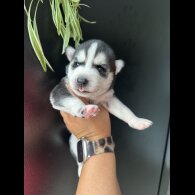 Siberian Husky - Both