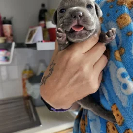 Staffordshire Bull Terrier - Both