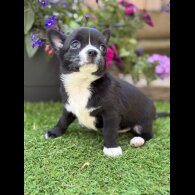 Chihuahua - Dogs