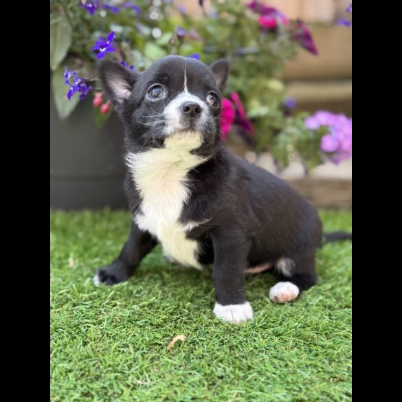 Chihuahua - Dogs