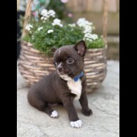 Chihuahua - Dogs