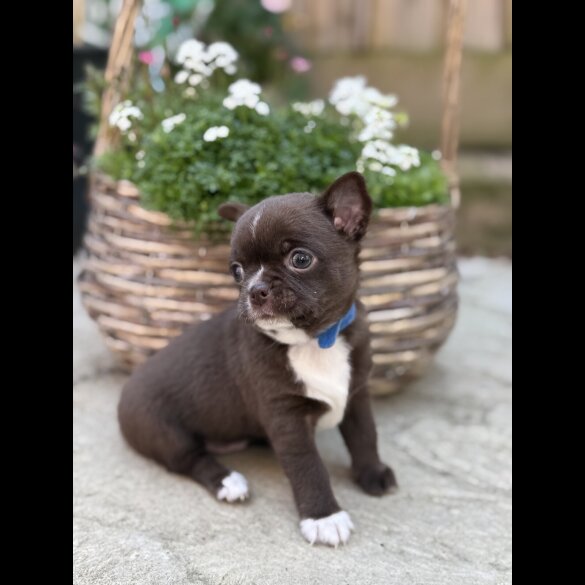 Chihuahua - Dogs