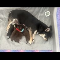 Chihuahua - Dogs