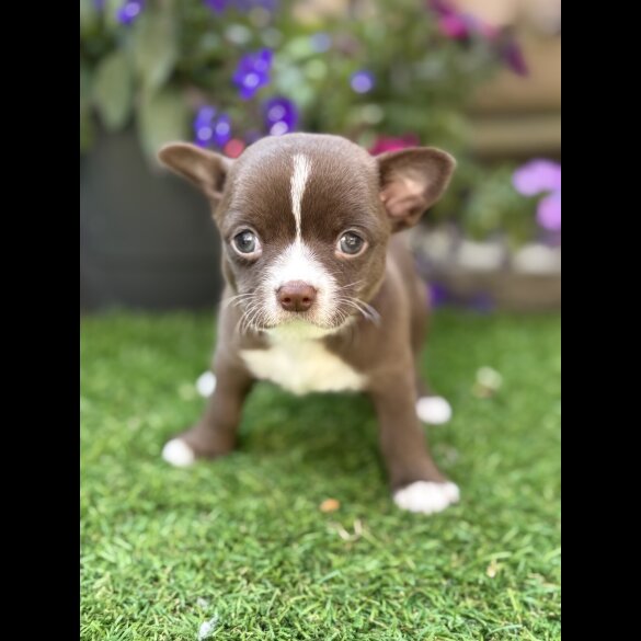 Chihuahua - Dogs