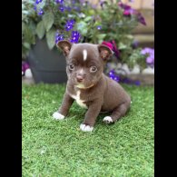 Chihuahua - Dogs