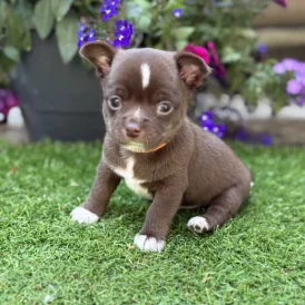 Chihuahua - Dogs