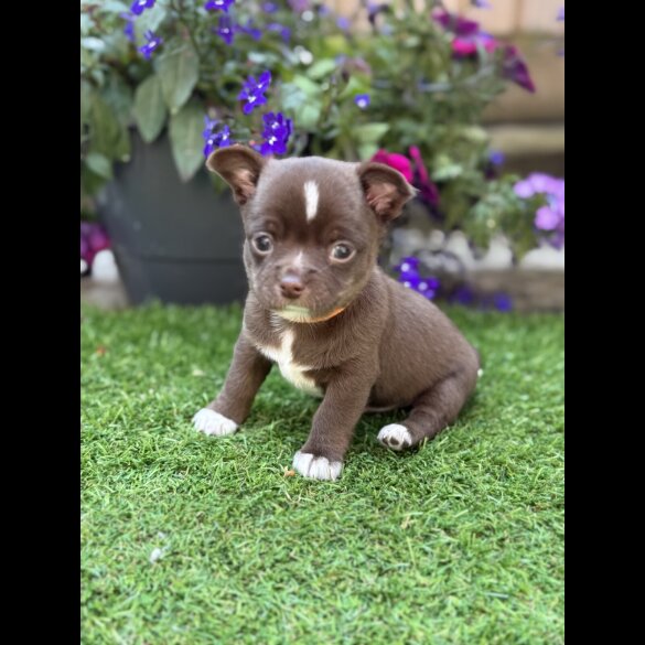 Chihuahua - Dogs