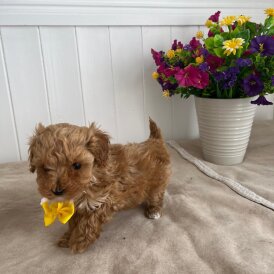 Cavapoo - Both