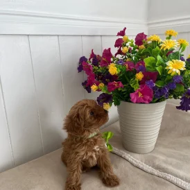Cavapoo - Both