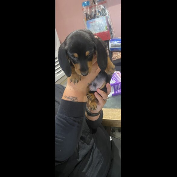 Dachshund (Standard &amp; Miniature) - Dogs