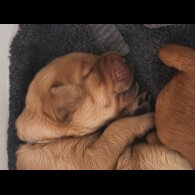 Mixed Breed - Both