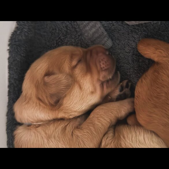 Mixed Breed - Both