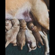 Mixed Breed - Both