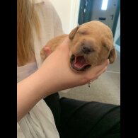 Mixed Breed - Both