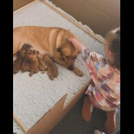 Mixed Breed - Both