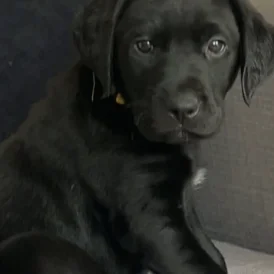 Labrador Retriever - Both